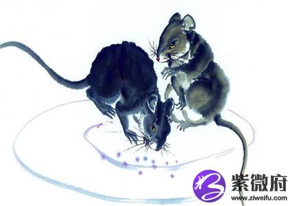 属鼠人的住宅风水