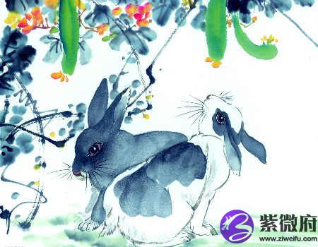 属兔的年份、是多少年的