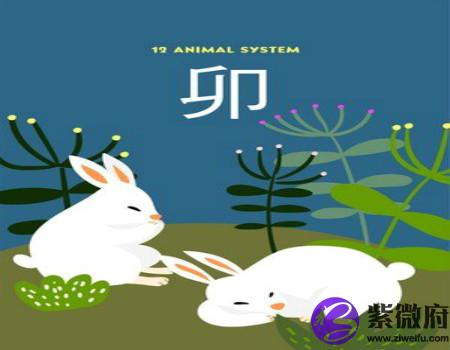 兔和狗的属相合不合
