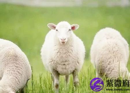 羊和龙的属相合不合