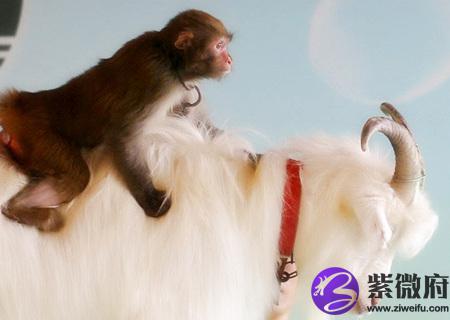羊和猴的属相合不合