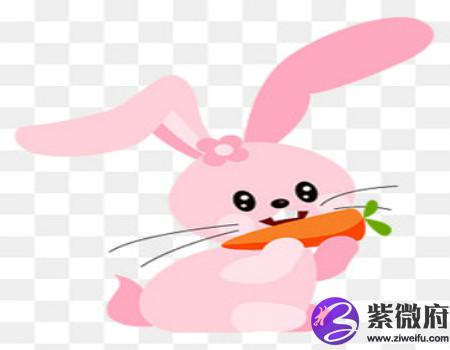 兔和猪的属相合不合
