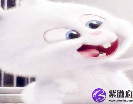 兔和羊的属相合不合