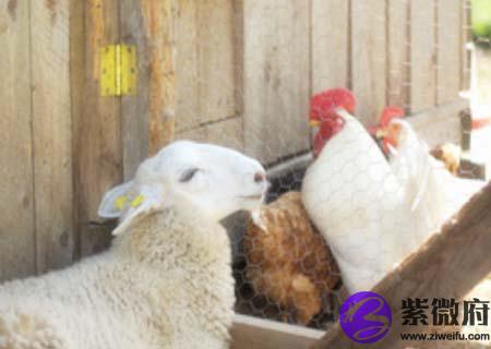 羊和鸡的属相合不合