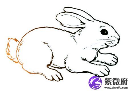属兔人2020年健康运如何