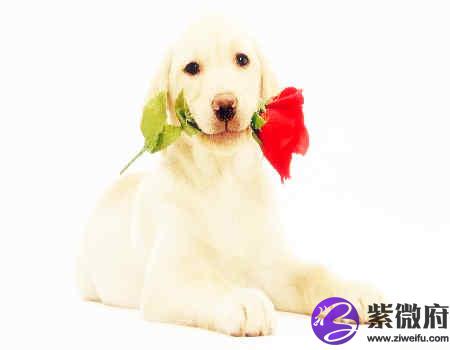 狗和鼠的属相合不合