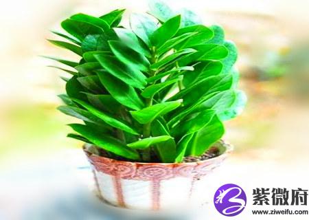 十二生肖适合养什么花