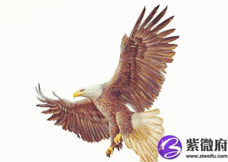 什么属相不能摆老鹰