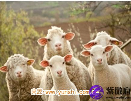 二月出生属羊人的运势