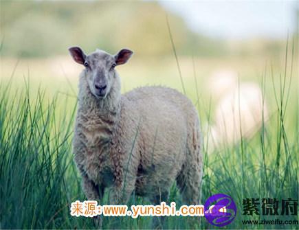 五月出生属羊人的运势