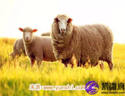 八月出生属羊人的运势