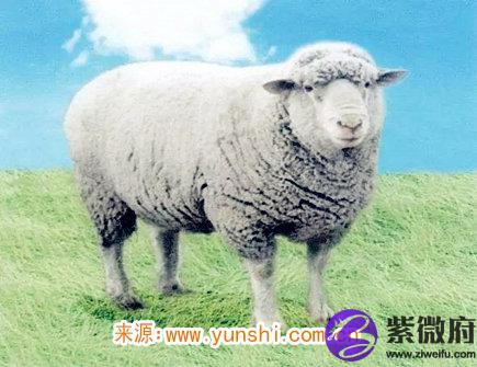 九月出生属羊人的运势