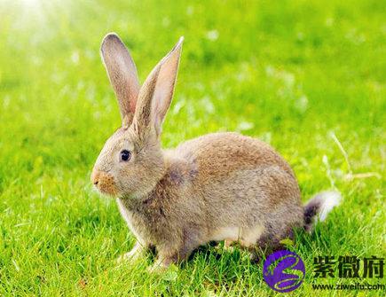 三月出生属兔人的运势