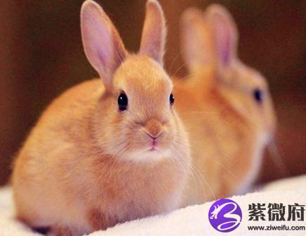 十二月出生属兔人的运势