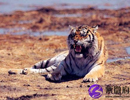 三月出生属虎人的运势