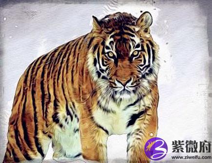 五月出生属虎人的运势