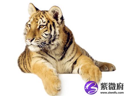 九月出生属虎人的运势