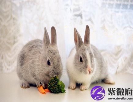 属兔人有什么性格特征