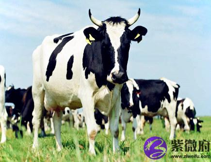 生肖牛2020年正财运如何