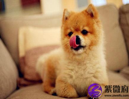 生肖狗2021年正财运如何