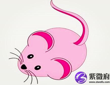 生肖鼠2021年正财运如何