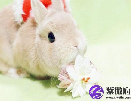 属兔人的经济意识如何