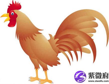 属鸡人的经济意识如何