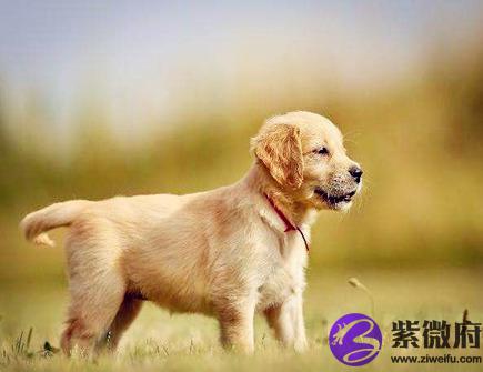 属狗男2021年财运如何