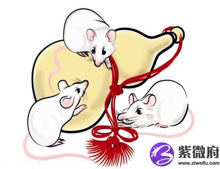 属鼠人的经济意识如何