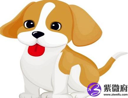 哪个月份的属狗人命最好