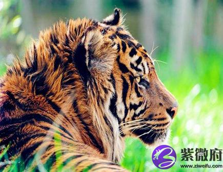 哪个月份的属虎人命最好