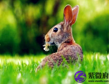哪个月份的属兔人命最好