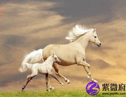 哪个月份的属马人命最好