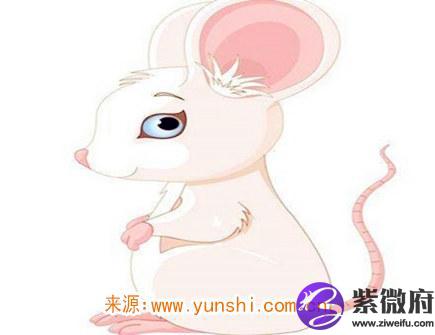 属鼠人本命年结婚好不好
