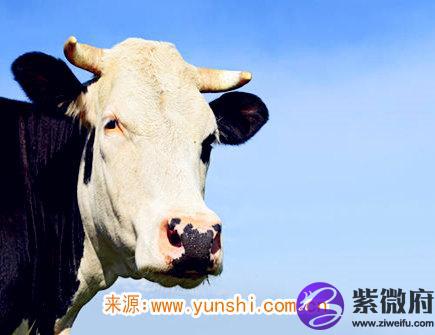 属牛人一生有几次婚姻