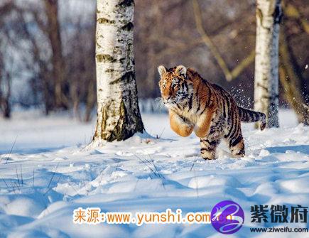 属虎人一生有几次婚姻