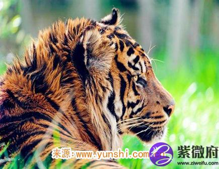 属虎人灾难年龄