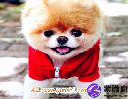 属狗人灾难年龄