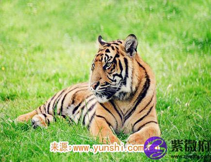 属虎人哪年偏财运好