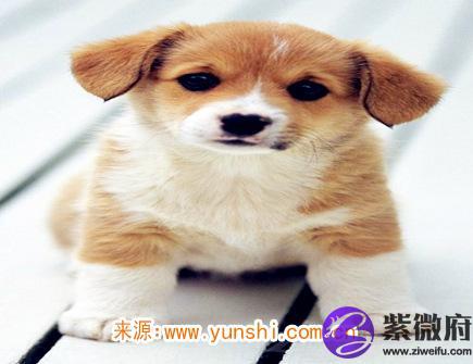 属狗人哪年开始转运