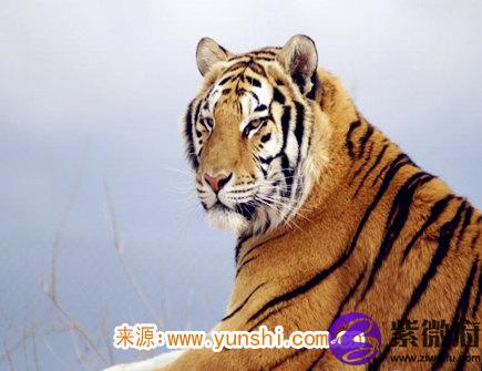 2021年属虎人佩戴什么好