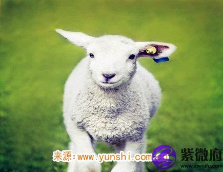 2021年属羊人佩戴什么好