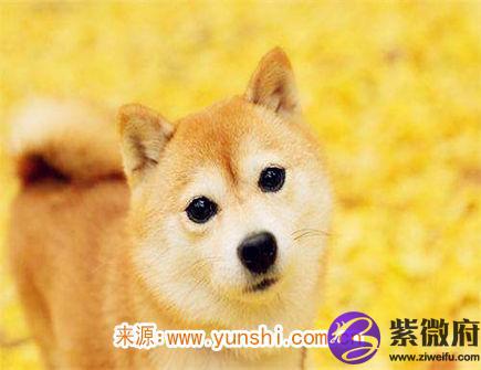 属狗女不想谈恋爱的原因