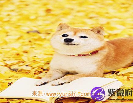 属狗女对老公好吗