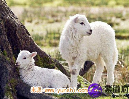 属羊女不想谈恋爱的原因