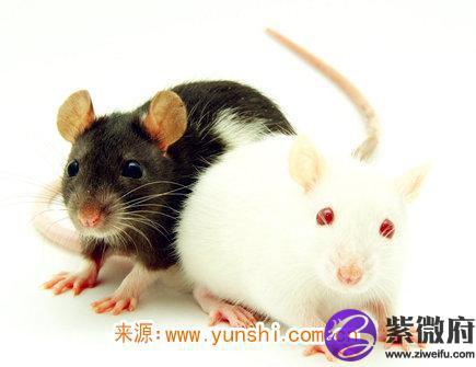     属鼠女对老公好吗