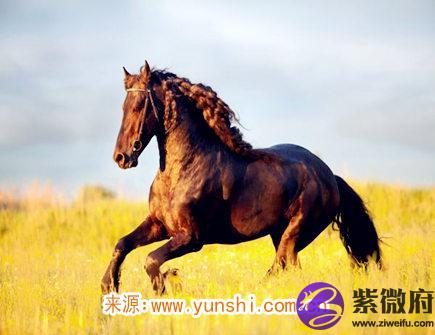  属马女对老公好吗