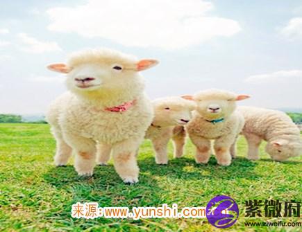 属羊女对老公好吗