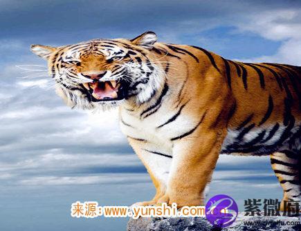 属虎男对老婆好吗
