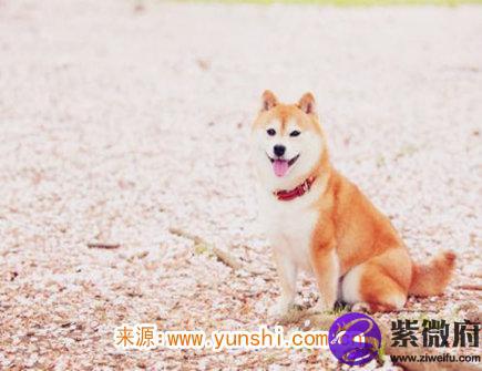 属狗男在乎一个人的表现